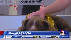 It is the mission of the logan city police department animal control (lcpdac), to provide safe, effective and humane care to domestic animals within the logan city limits. Park City Gala To Benefit Nuzzles And Co