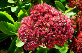After adding fertilizer, mix the soil thoroughly and prepare beds on which to plant rows of vegetables. 6 Best Flowers To You Can Grow For Your Autumn Garden My Decorative