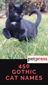 450 Gothic Cat Names Perfect For Black Cats Petpress