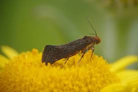 Image result for Disperis sp. nov. aff. bifida