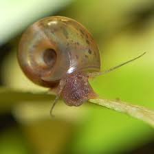 Die weinbergschnecke als gute schnecke im garten. Schnecken Im Aquarium Plagegeister Oder Nutzliche Helfer