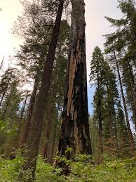 Calaveras big trees state park north grove and oak hollow campgrounds in arnold california is a campground or rv park operated by or located within a public state park. Camping At Calaveras Big Trees Sp Find Reservations At Calaveras Big Trees Sp Campnab