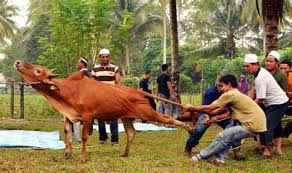 Golongan penternak lembu di melaka berdepan kemerosotan permintaan bagi ternakan korban harga mahal dan akibatnya jualan kian berkurangan. Harga Lembu Korban 2018 Lembu Korban Terlepas Tali Kejar Jemaah Masjid Di Sarikei