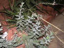 Image result for Kleinia grantii