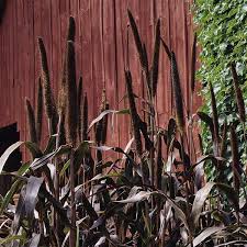 Maybe you would like to learn more about one of these? Purple Majesty Ornamental Millet
