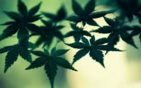 There are 55 hd marijuana wallpapers published on this page. Marijuana Wallpapers Wallpaperup