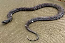 Use the arrow keys to control your snake and spacebar to pause. Unearthing A Fossorial Snake Illinois