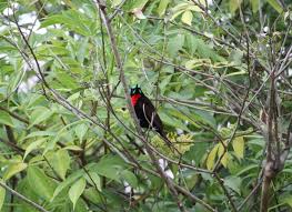 Image result for Globimetula rubripes