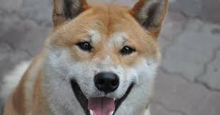 Buying dogecoin in 3 simple steps. Curious What Dogecoin Sounds Like With 364 You Can Know Benzinga
