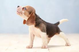 「犬」の画像検索結果