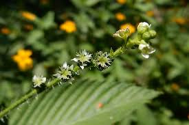 Image result for Caperonia