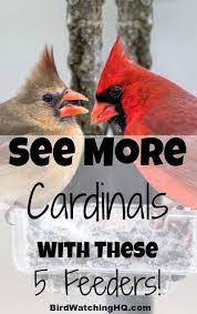 These Bird Feeders Are Great For Attracting The Most Popular Bird In North America The Northern Cardin Backyard Birds Feeders Best Bird Feeders Bird Feeders