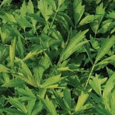 It is believed to be one of the earliest cultivated plants. Shop Mammoth Elephant Ear Roots Colocasia Esculenta Shipping Included Strongly Deer Resistant And Repellent And Other Seeds At Harvesting History