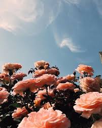 Pinterest Viviimoreira Awesome Pretty Wallpapers Flower Wallpaper Flower Aesthetic Aesthetic Iphone Wallpaper