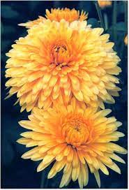 Chrysanthemum Tea Chrysanthemum Tea Flower Seeds Chrysanthemum