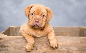 download wallpapers french mastiff 4k puppy pets dogs bordeaux mastiff besthqwallpapers com nombres de perros animal domestico perros