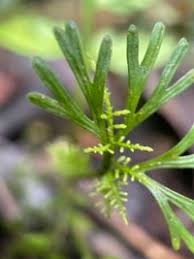 Image result for Asplenium theciferum