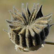 Image result for Abutilon englerianum