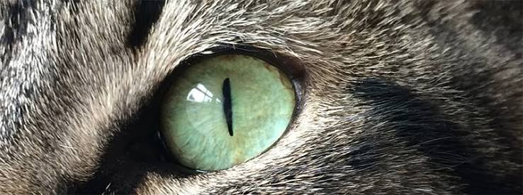 Phenomenal cat's-eye and color-change chrysoberyl - IGI