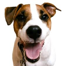 Interview: Mim Eichler Rivas, Co-author of Piglet