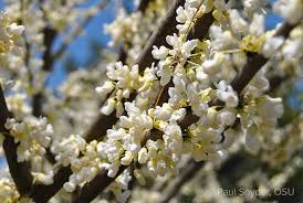 Pink forest pansy redbud flowering tree in pot (l1071) The Right Redbud For You Bygl