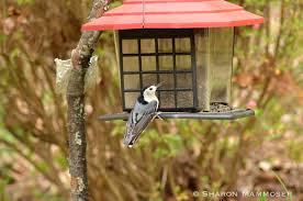 What To Do For A Stunned Bird That Has Crashed Into A Window Nature For My Soul