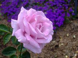 Floriography (language of flowers) is a means of cryptological communication through the use or arrangement of flowers. Purple Rose Flores Rosas Rosa Lila