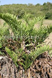 Image result for Acrostichum aureum