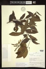 Image result for Acridocarpus chloropterus