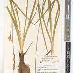 Image result for Dierama parviflorum