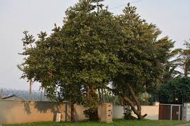 Image result for Mimusops afra