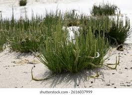 Image result for Juncaginaceae