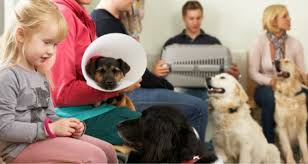 During our comprehensive veterinary wellness examination, our veterinarian will help you gain a better understanding of your pet's health. Mobile Veterinary Services The Future Of Veterinary Medicine Petcoach