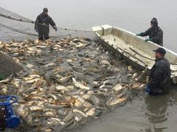 She's not a trained chef and she's not trying to be. Not Just Your Average Pond