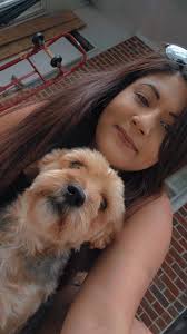 Yorkie's preference for resting places and dog behavior