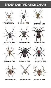 46 abiding spider chart humor