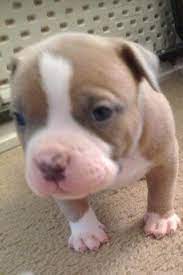 Contact us to let us help you find that perfect puppy, whether he is tricolor, blue, champagne, standard, pocket, or xl! American Bully For Sale California Page 20