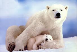 My Own Thoughts Endangered Species Part I Baby Polar Bears Cute Polar Bear Polar Bear