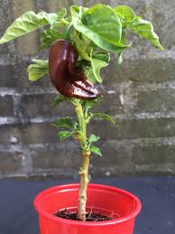 I thought it was a plant that would be uncommon in this area. The Smallest Devils Tongue Chocolate Plant Stuffed Hot Peppers Stuffed Peppers Pepper Plants