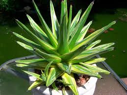 To her subjects queen victoria seemed to be a grim individual, but in private she was a very different person. Agave Victoriae Reginae Golden Princess World Of Succulents Agave Victoriae Reginae Agave Aloe Plant