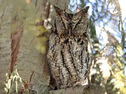 Maybe you would like to learn more about one of these? Western Screech Owl Identification All About Birds Cornell Lab Of Ornithology