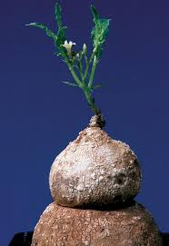 Image result for Jatropha scaposa