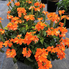 Image result for Crossandra mucronata