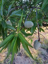Image result for Casearia gladiiformis