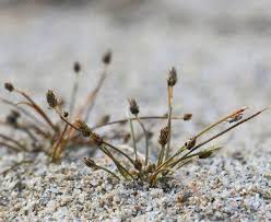 Image result for Eleocharis atropurpurea