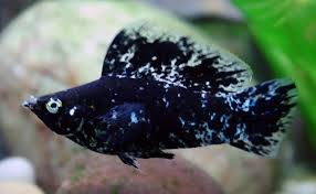 Sebenarnya pertumbuhan alga adalah hal yang lumrah. Ikan Pemakan Alga Aquascape Terbaik