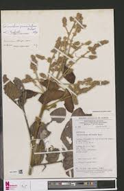 Image result for Eriocoelum