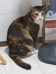 I would like her to have 2 names. Have You Seen Chomel A Missing Cat Lost At Clementi Cats Cat Colors Cat Names