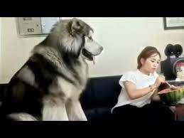 Home raised alaskan malamute puppies for adoption we have very cute alaskan malamute puppies.we got both males and females.they are icewind alaskan malamutes have been around for over thirty five years now. Giant Alaskan Malamute Need Attention Youtube
