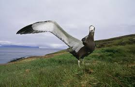 We did not find results for: Wandering Albatross 8 Things We Bet You Didn T Know